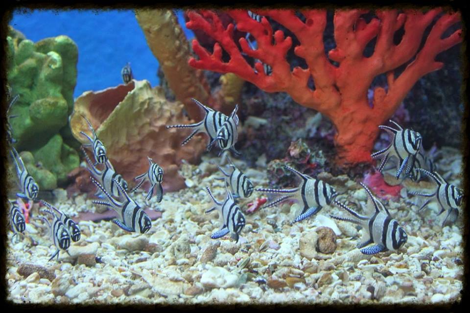 Aquarium